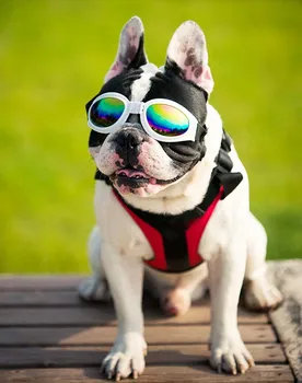 Cão de estimação Óculos de Evitar UV animal de Estimação Óculos Para Gatos, Cão de Óculos de sol a Reflexão Desgaste do Olho de Cão Óculos de Fotos Adereços, Acessórios para animais 3